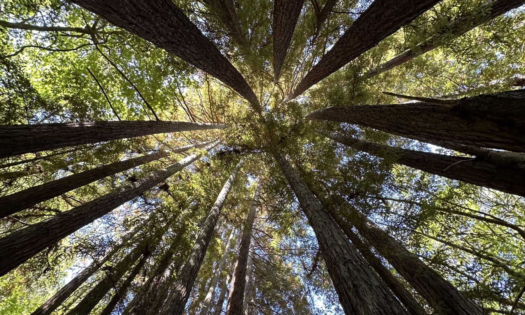 Looking up at redwoods in Marin Municipal Water watershed