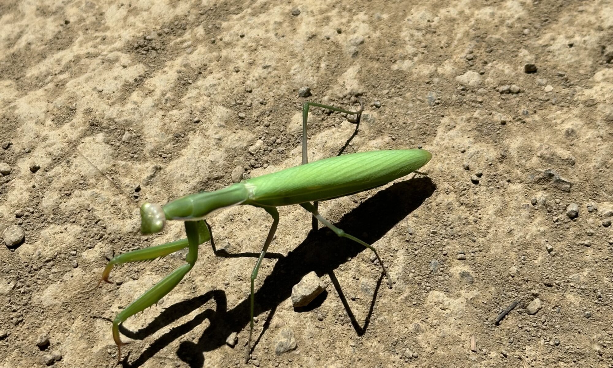 Insect in Marin Municipal Water District watershed